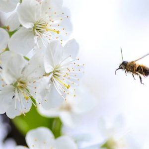 Online mindfulness sessions